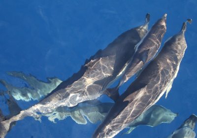 L’IA di Google per decifrare la comunicazione dei delfini – Future Tech