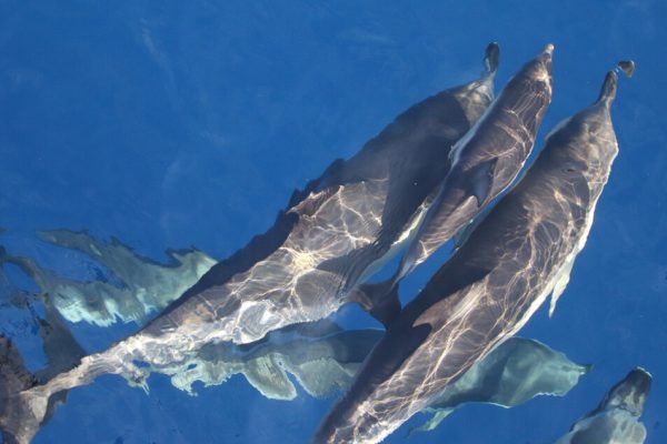 L’IA di Google per decifrare la comunicazione dei delfini – Future Tech