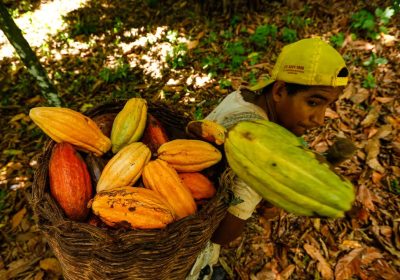 Cacao, nell’anno della Cop 30 in Amazzonia il Brasile scommette su mega piantagioni industriali di cacao