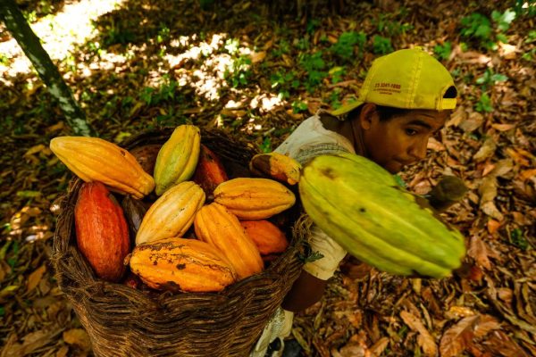 Cacao, nell’anno della Cop 30 in Amazzonia il Brasile scommette su mega piantagioni industriali di cacao