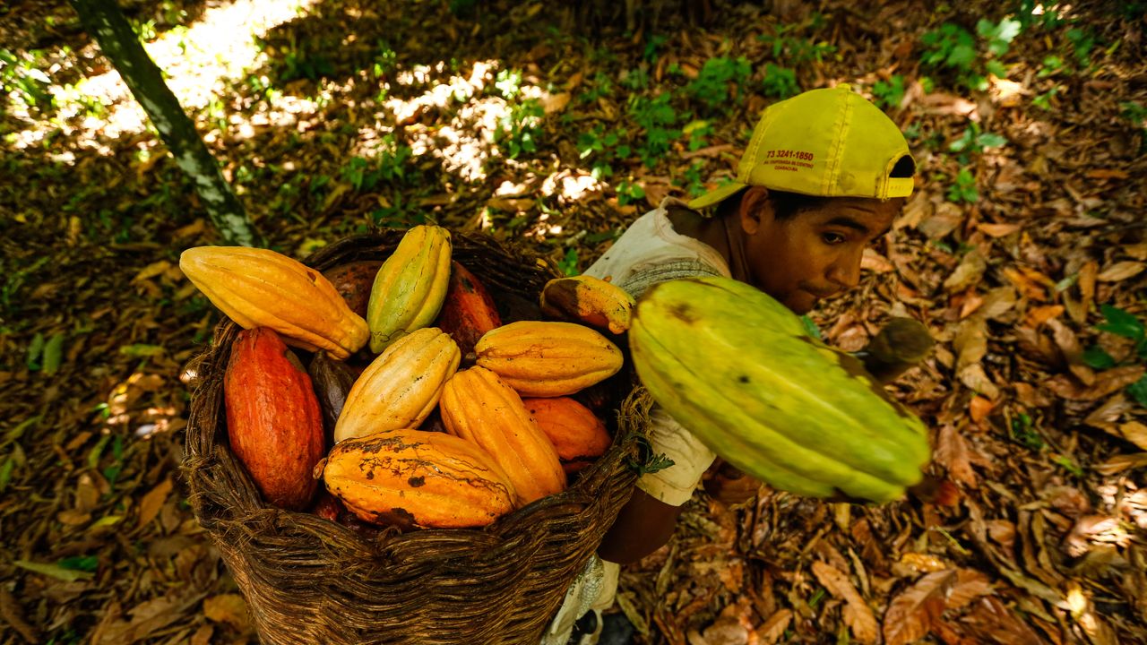 Cacao, nell’anno della Cop 30 in Amazzonia il Brasile scommette su mega piantagioni industriali di cacao