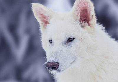 Metalupi, davvero una startup ha riportato in vita l’enocione?