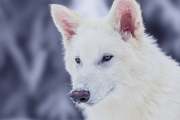 Metalupi, davvero una startup ha riportato in vita l’enocione?