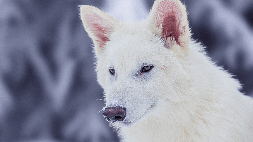 Metalupi, davvero una startup ha riportato in vita l’enocione?