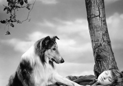 I 10 film sui cani più memorabili del cinema