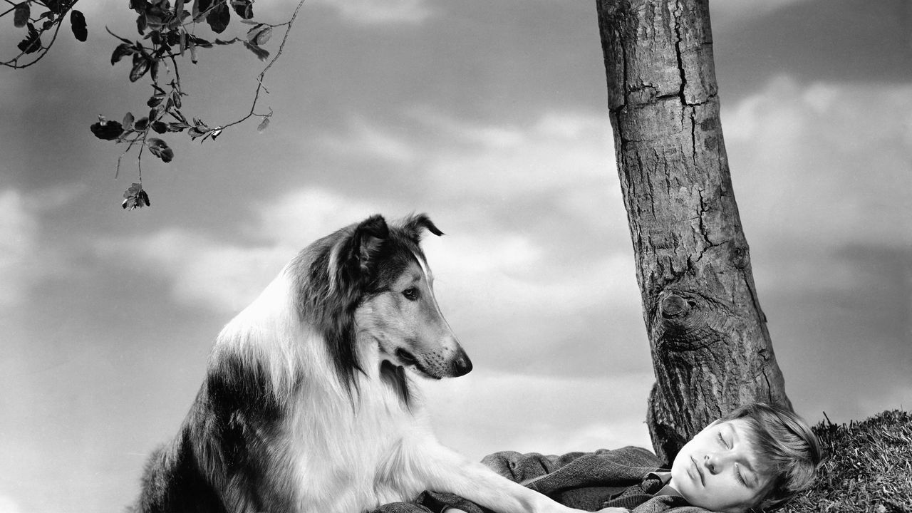 I 10 film sui cani più memorabili del cinema