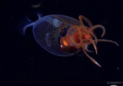 Calamaro colossale, siamo riusciti a filmarlo per la prima volta nella storia