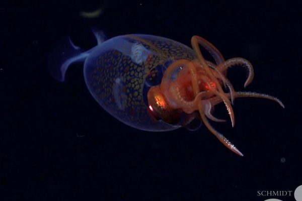 Calamaro colossale, siamo riusciti a filmarlo per la prima volta nella storia