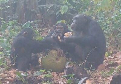 Gli scimpanzé sembrano apprezzare un drink in compagnia e questo spiega alcune cose su di noi