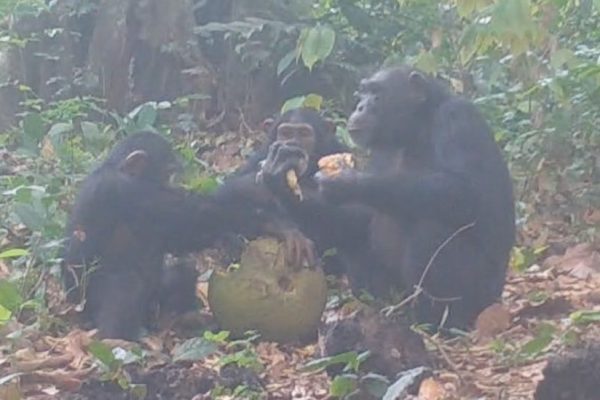 Gli scimpanzé sembrano apprezzare un drink in compagnia e questo spiega alcune cose su di noi