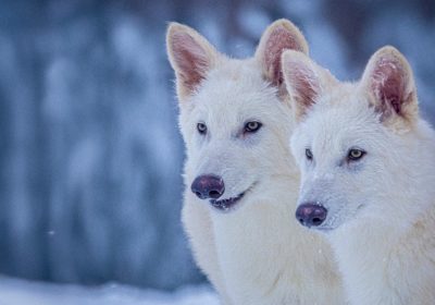 Colossal annuncia la prima de-estinzione al mondo: nati cuccioli di lupo terribile
