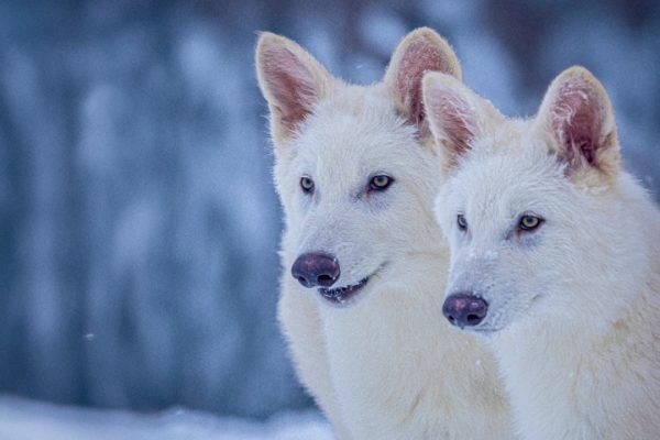 Colossal annuncia la prima de-estinzione al mondo: nati cuccioli di lupo terribile