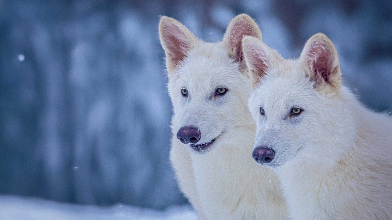 Colossal annuncia la prima de-estinzione al mondo: nati cuccioli di lupo terribile