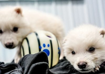 De-estinto o non de-estinto, questo è il problema. Il caso dell'enocione