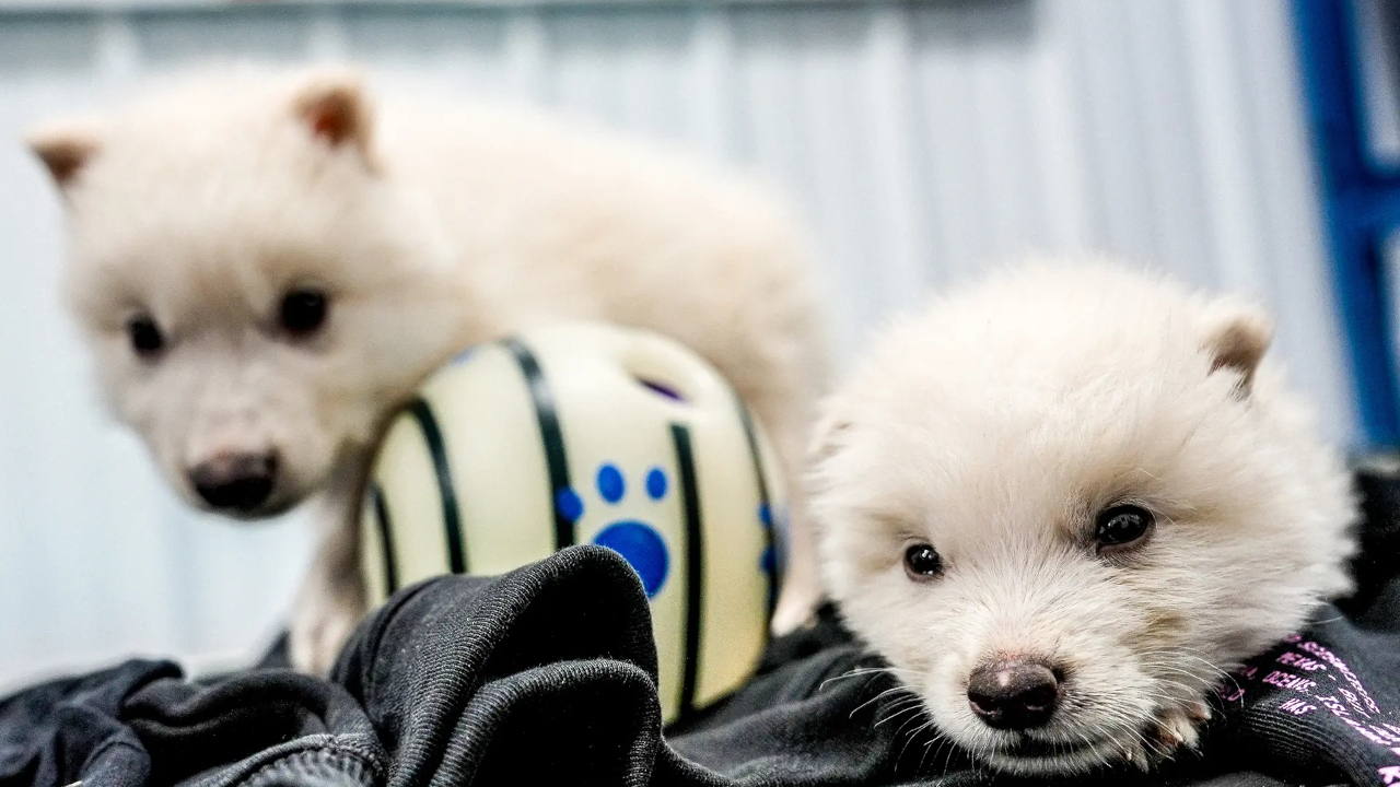 De-estinto o non de-estinto, questo è il problema. Il caso dell'enocione