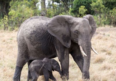 Elefanti, i cuccioli protetti dagli adulti durante un terremoto