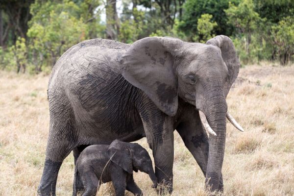 Elefanti, i cuccioli protetti dagli adulti durante un terremoto