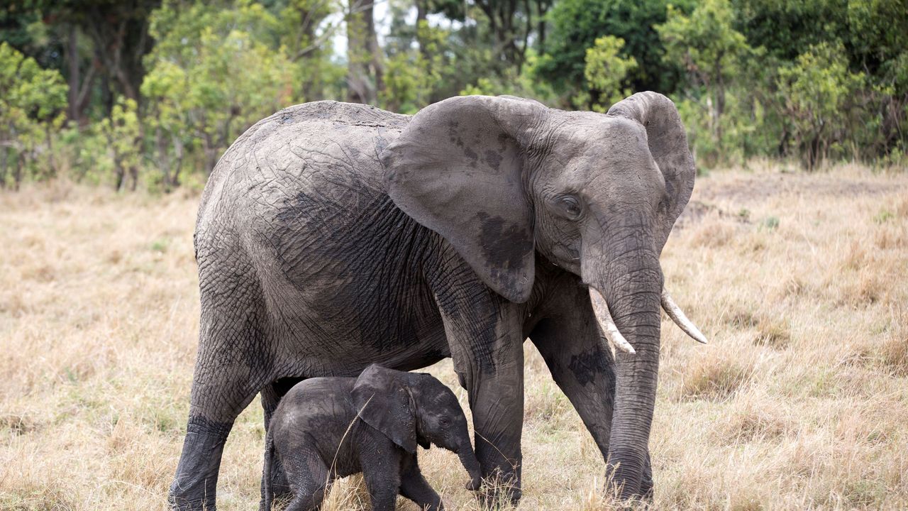 Elefanti, i cuccioli protetti dagli adulti durante un terremoto