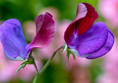 Piselli di Mendel, una mega analisi genetica ha risolto finalmente l’enigma secolare