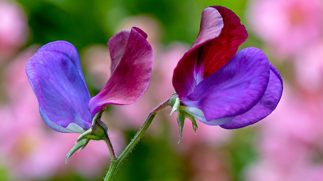 Piselli di Mendel, una mega analisi genetica ha risolto finalmente l’enigma secolare