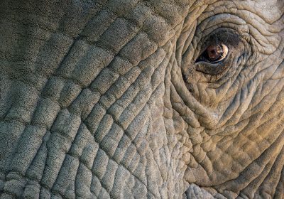 Mattonelle di funghi imitano la pelle di elefante per raffreddare meglio gli edifici