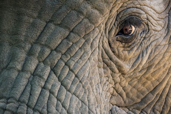 Mattonelle di funghi imitano la pelle di elefante per raffreddare meglio gli edifici