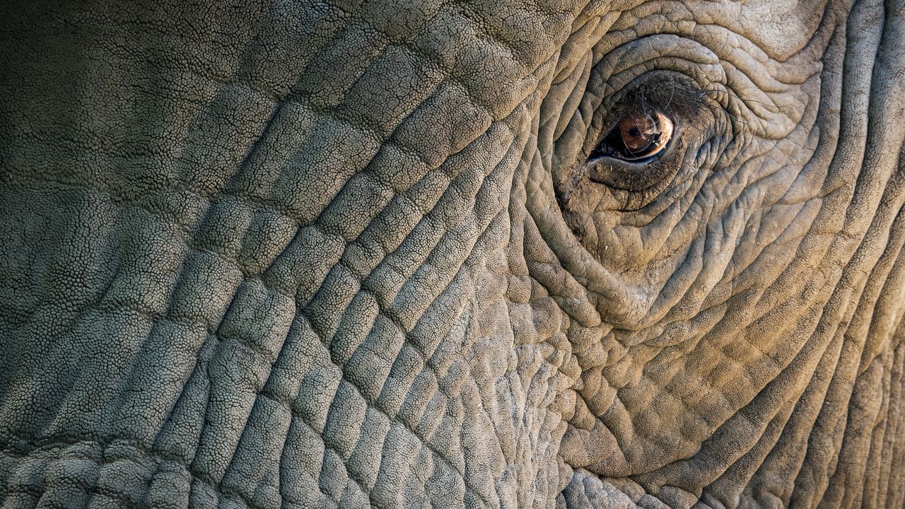 Mattonelle di funghi imitano la pelle di elefante per raffreddare meglio gli edifici