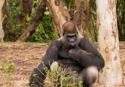 Gorilla del Congo, uno studio decennale rivela la loro inaspettata passione per il tartufo