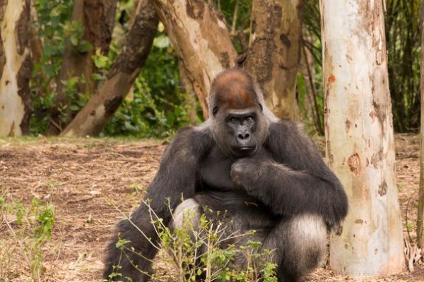Gorilla del Congo, uno studio decennale rivela la loro inaspettata passione per il tartufo