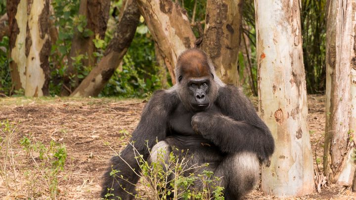Gorilla del Congo, uno studio decennale rivela la loro inaspettata passione per il tartufo