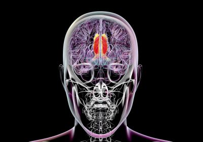 Consapevolezza, forse abbiamo scoperto la chiave nel cervello umano