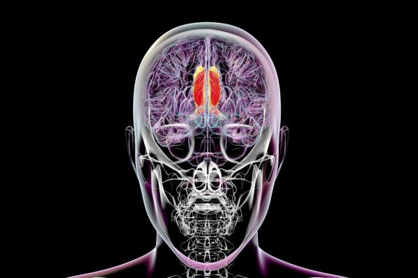 Consapevolezza, forse abbiamo scoperto la chiave nel cervello umano