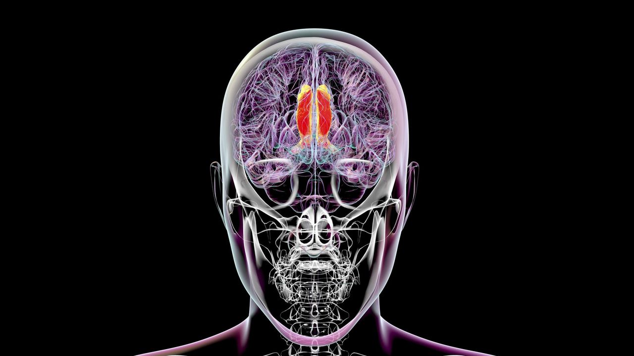 Consapevolezza, forse abbiamo scoperto la chiave nel cervello umano