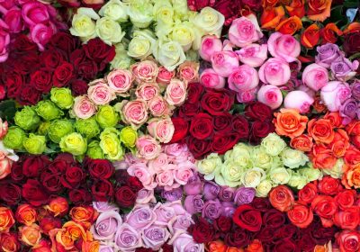 Rose, un’analisi genomica ha scoperto che nell’antichità i fiori del genere erano tutti gialli
