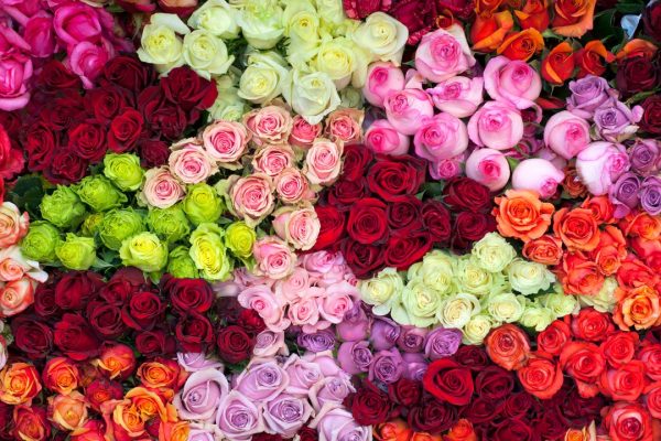 Rose, un’analisi genomica ha scoperto che nell’antichità i fiori del genere erano tutti gialli