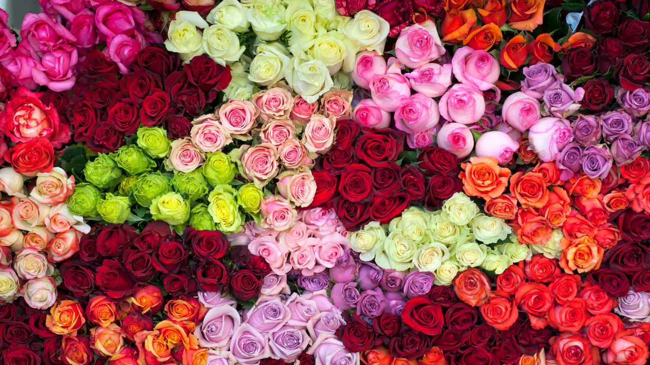 Rose, un’analisi genomica ha scoperto che nell’antichità i fiori del genere erano tutti gialli