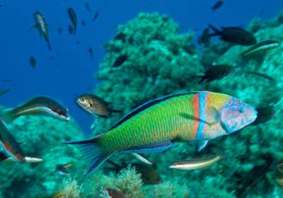 Pesci labridi, alcune specie sanno usare le rocce come strumento per aprire le conchiglie