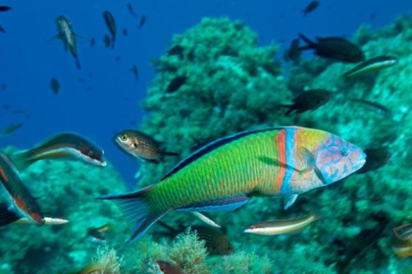 Pesci labridi, alcune specie sanno usare le rocce come strumento per aprire le conchiglie
