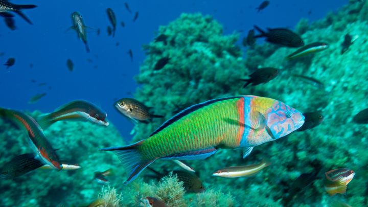 Pesci labridi, alcune specie sanno usare le rocce come strumento per aprire le conchiglie