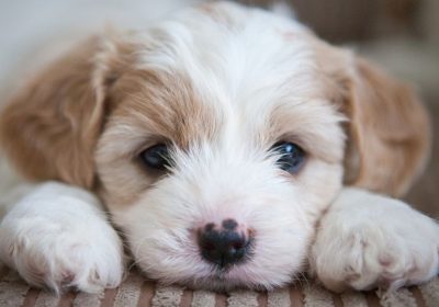 Cuccioli di cane, i test che possono dirci come diventeranno da grandi