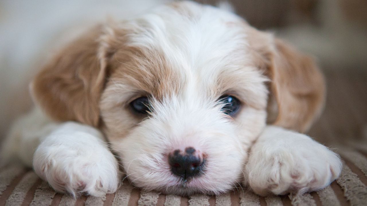 Cuccioli di cane, i test che possono dirci come diventeranno da grandi