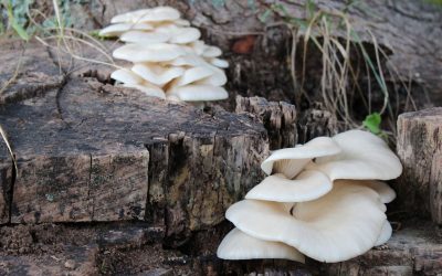 Sostanza più amara di sempre, è stata trovata in un fungo