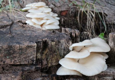 Sostanza più amara di sempre, è stata trovata in un fungo