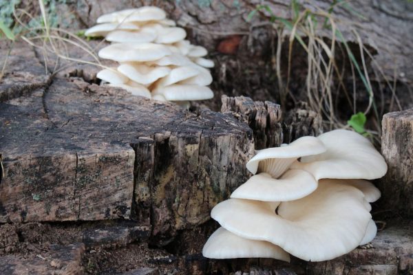 Sostanza più amara di sempre, è stata trovata in un fungo