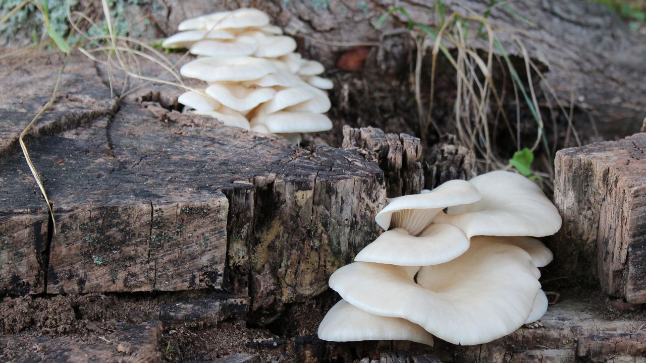 Sostanza più amara di sempre, è stata trovata in un fungo