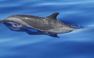 Google DolphinGemma: l'intelligenza artificiale che vuole parlare con i delfini