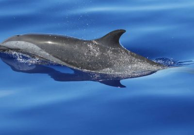 Google DolphinGemma: l'intelligenza artificiale che vuole parlare con i delfini