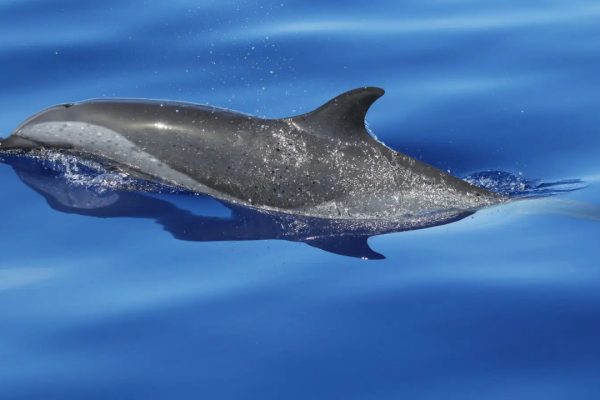 Google DolphinGemma: l'intelligenza artificiale che vuole parlare con i delfini