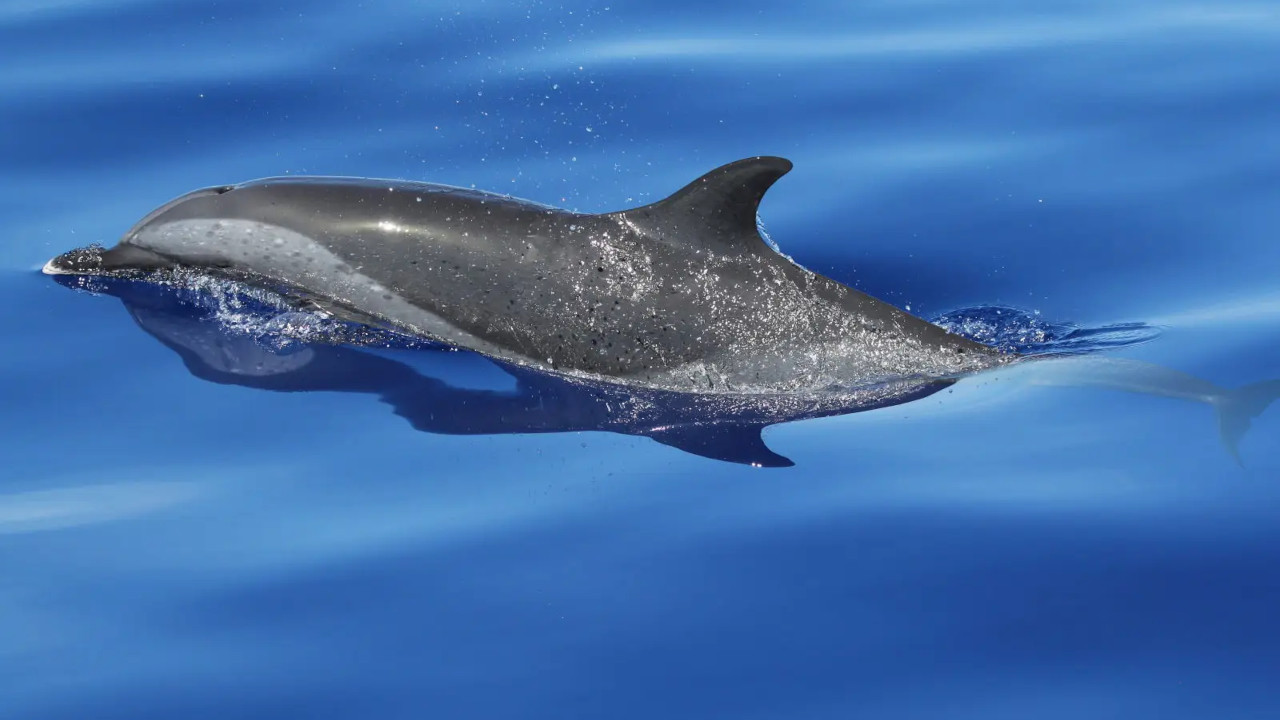 Google DolphinGemma: l'intelligenza artificiale che vuole parlare con i delfini