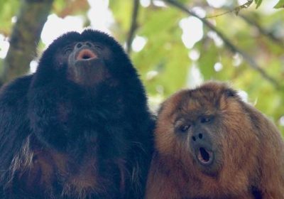 Scimmie, sapevate che sono molto più brave di noi nello jodel?